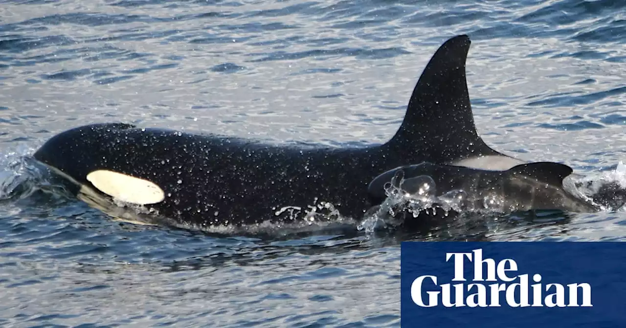 ‘Extraordinary’ sighting of orca with baby pilot whale astounds scientists