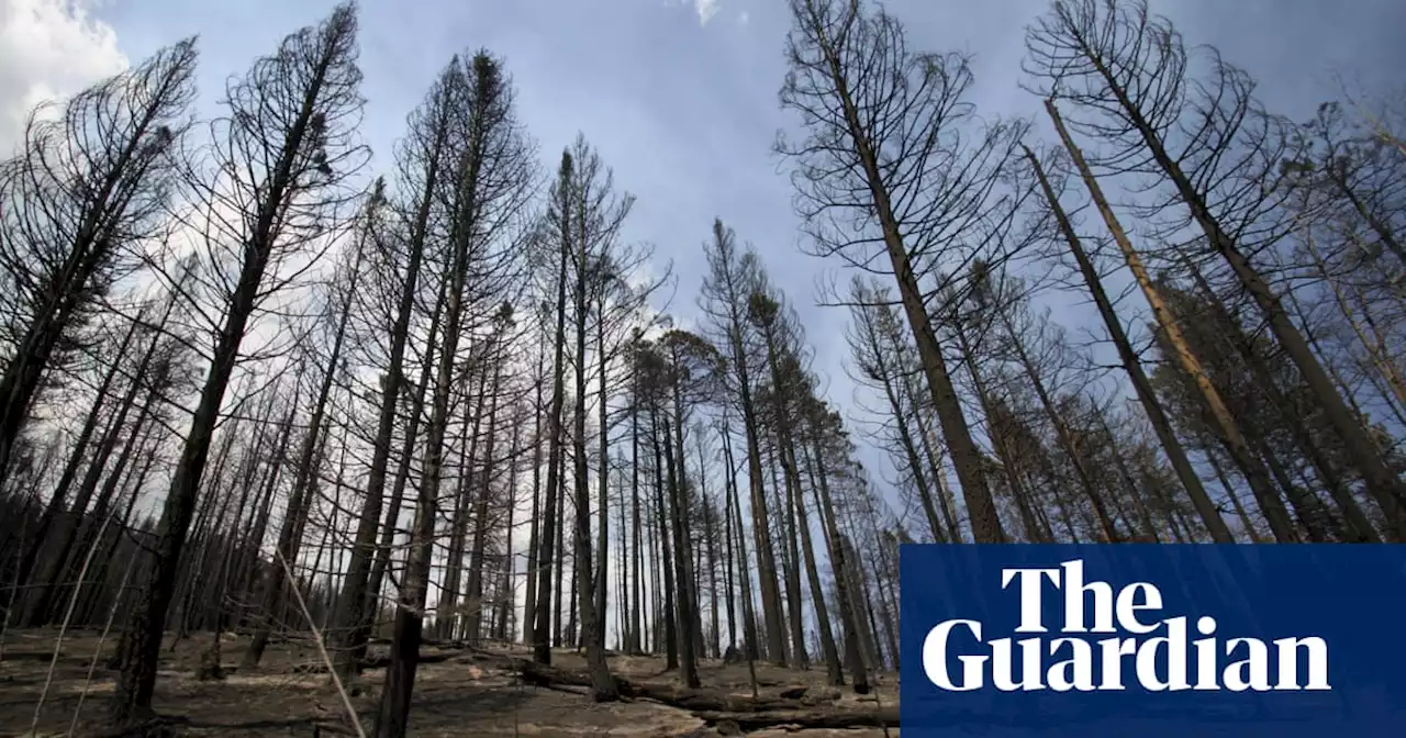 Megafires, drought and heat killing conifer seedlings in US west – study