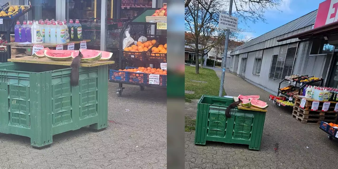 Eichhörnchen stibitzt Wassermelone vor Wiener Shop