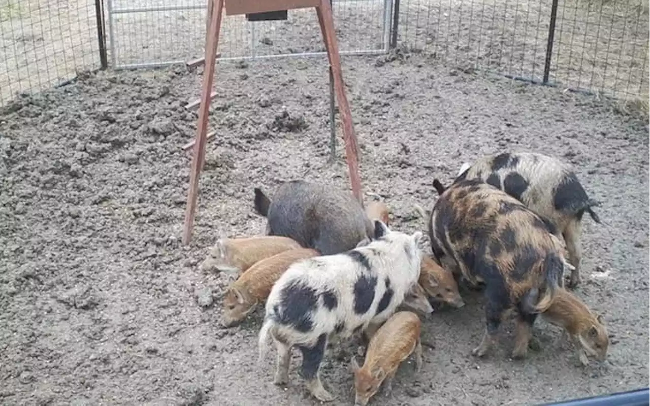 Feral Hogs Find New Homes in the Greater Houston Area