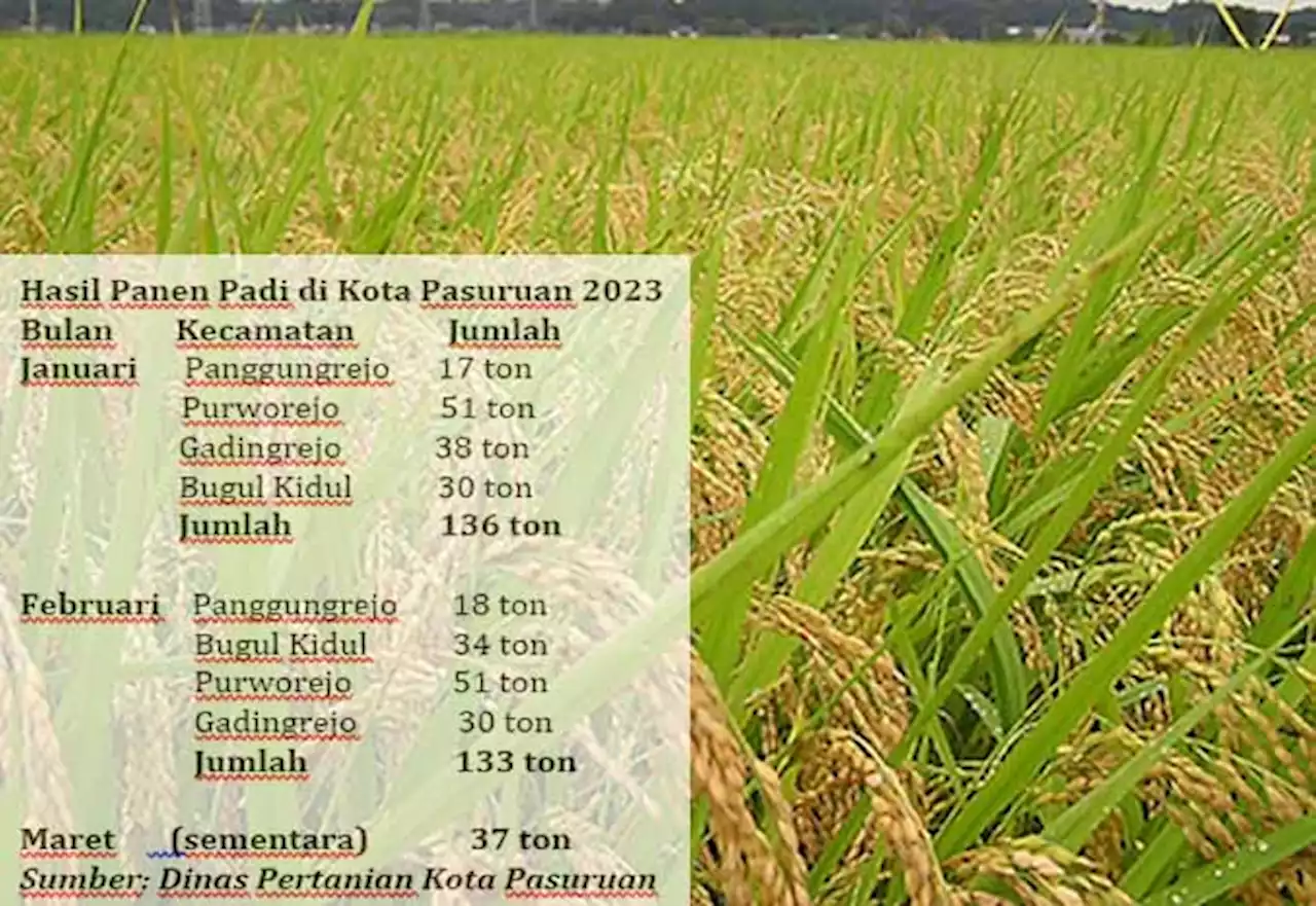 Panen Padi di Kota Pasuruan Tetap Stabil meski saat Cuaca Ekstrem