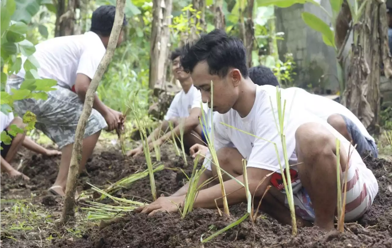 Orang Muda Ganjar DIY Tanam Empon-Empon dan Bersihkan Dusun di Jatirejo