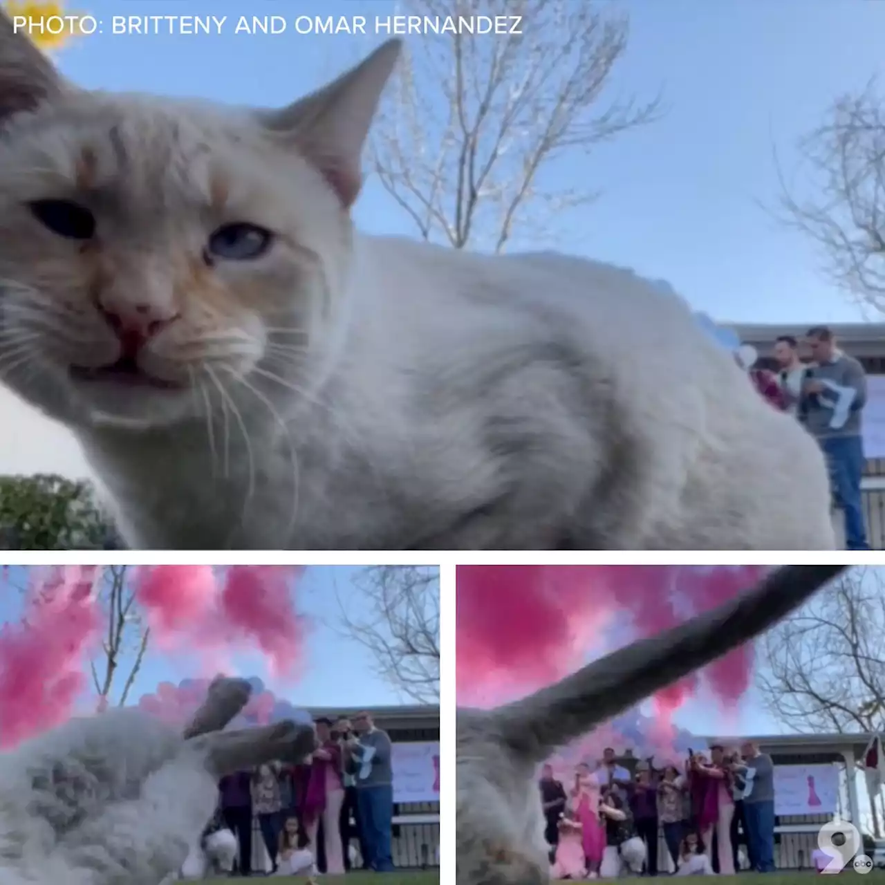 Phoenix-area couple goes viral for funny gender reveal 'cat-astrophe'