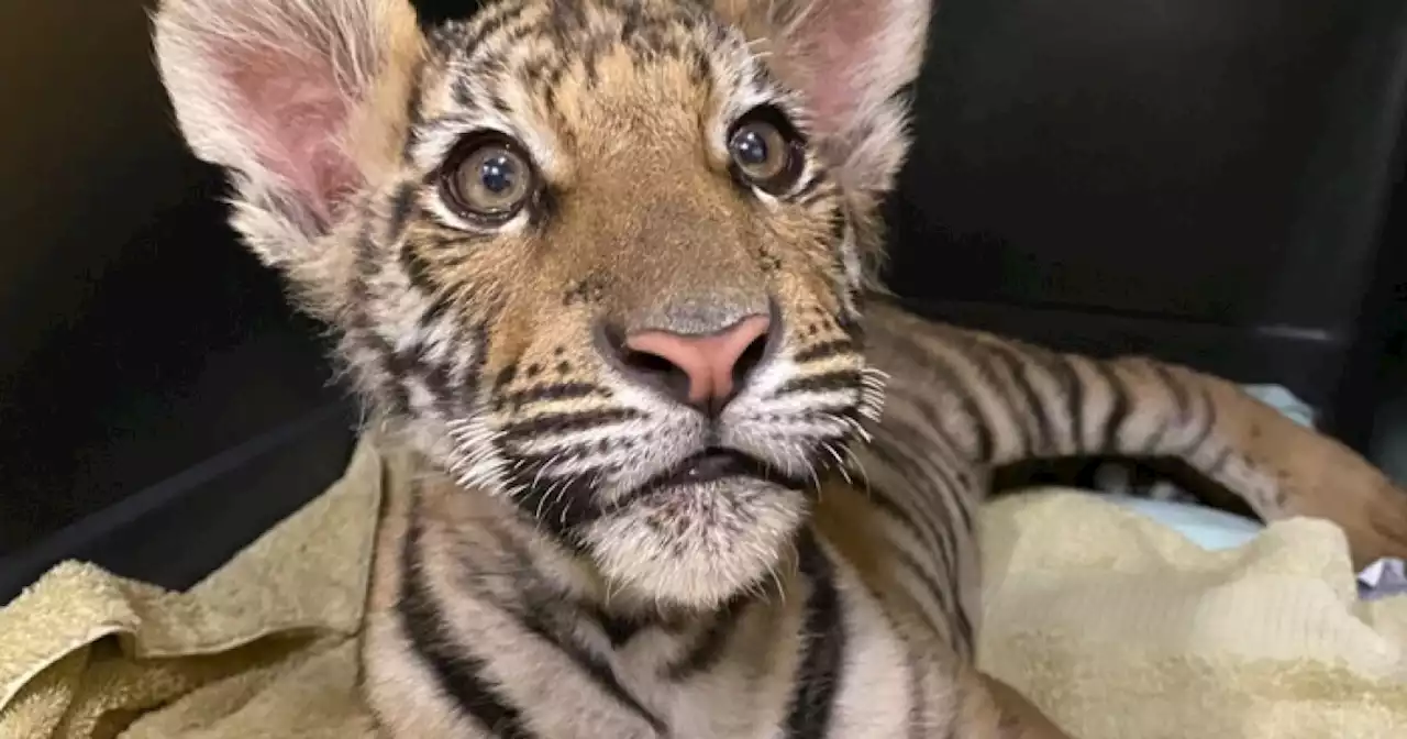 Southwest Wildlife Conservation Center shows its stripes helping in rescue of tiger cub