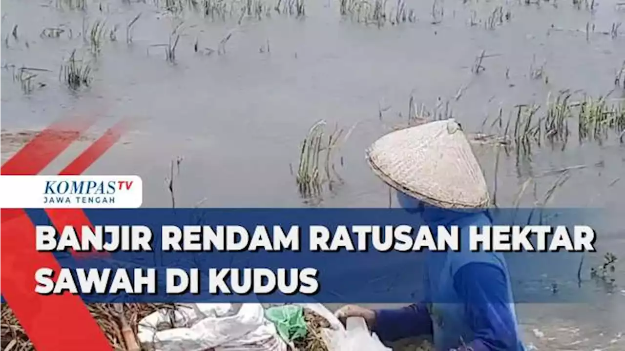 Banjir Rendam Ratusan Hektar Sawah di Kudus