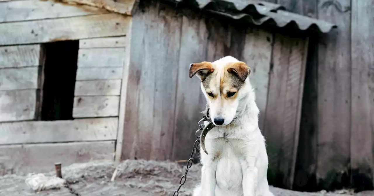 Hauts-de-France : quelque 400 chiens saisis dans des élevages suspectés de maltraitance animale