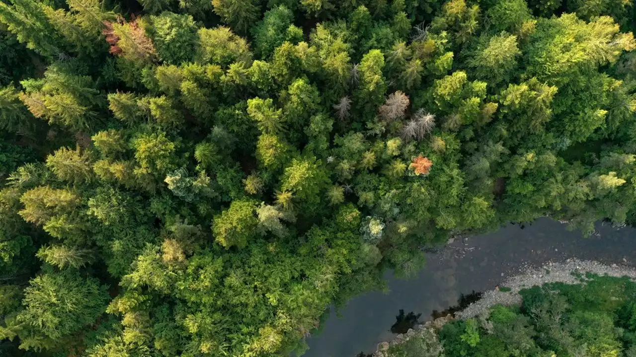 Construction : « l'aberration » du manque de bois français