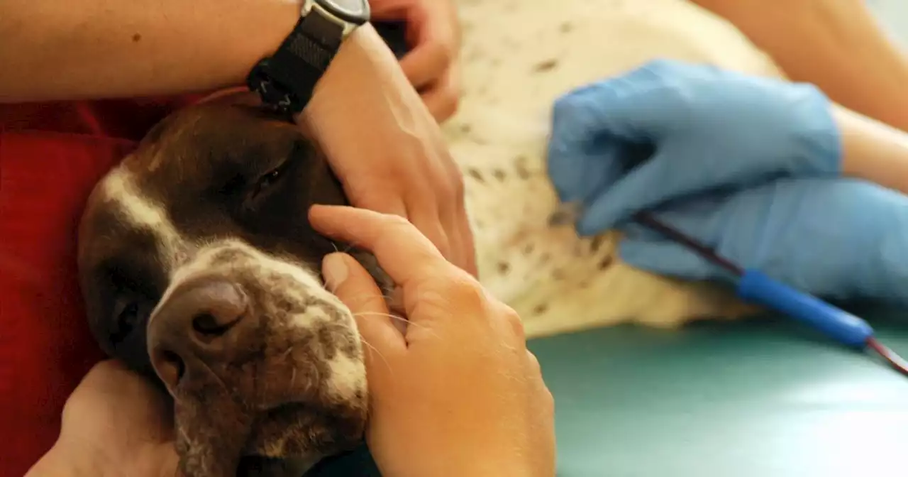 Lancashire veterinary practice named among best in the country