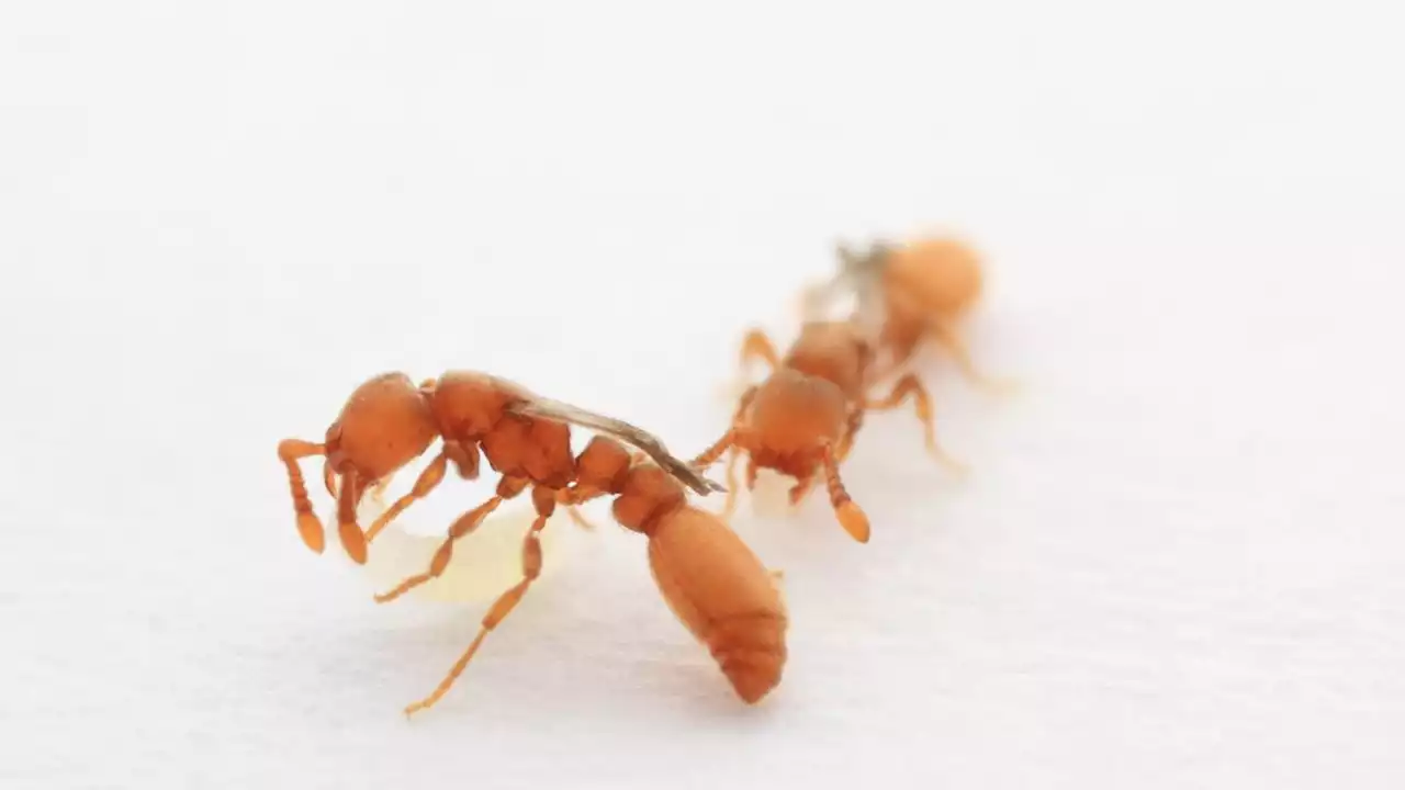 'Supergene' mutation turned ants into parasitic wannabe queens