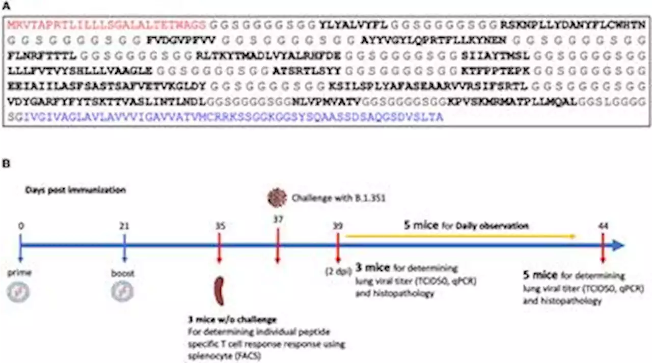 Frontiers | A pan-variant mRNA-LNP T cell vaccine protects HLA transgenic mice from mortality after infection with SARS-CoV-2 Beta