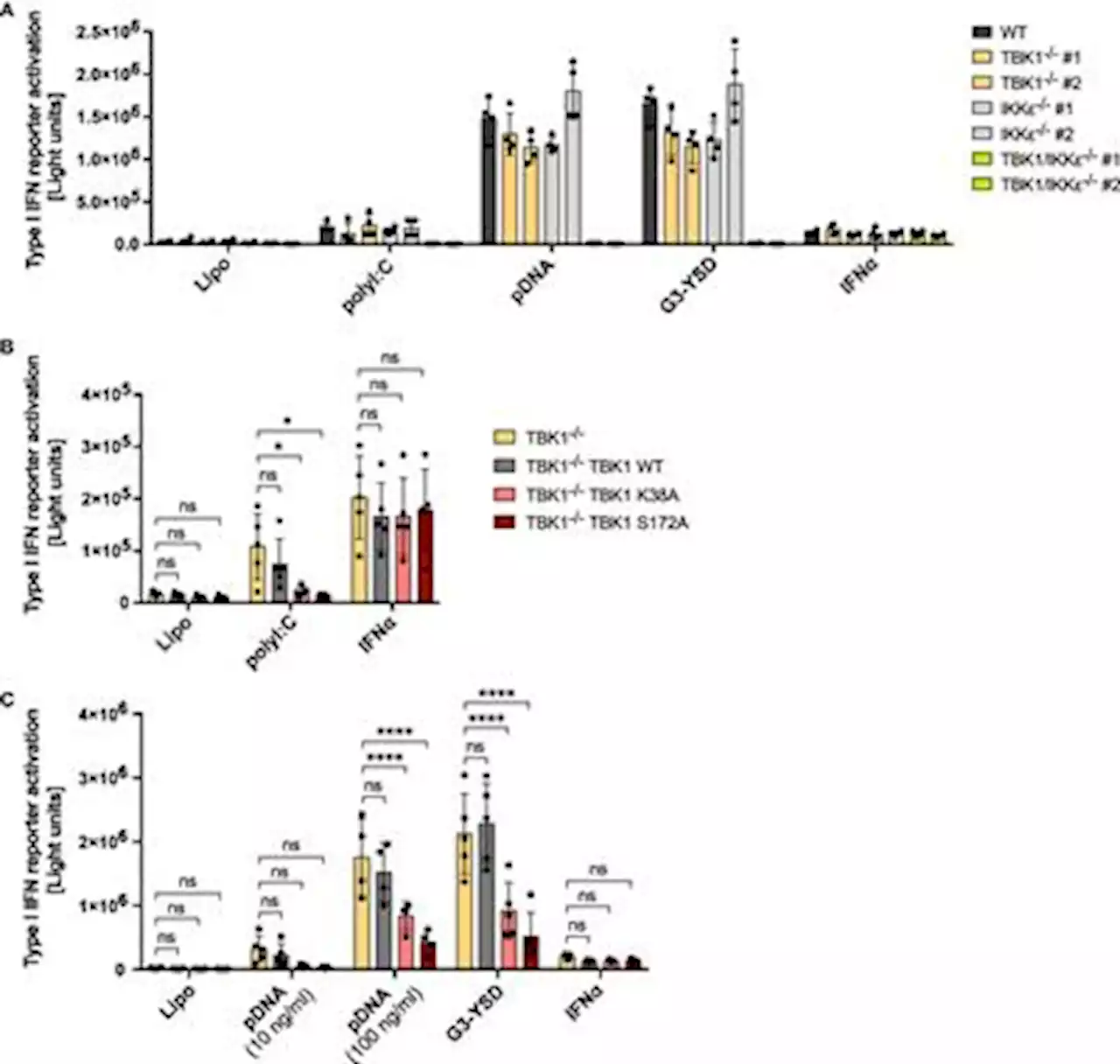 Frontiers | Increased IKKϵ protein stability ensures efficient type I interferon responses in conditions of TBK1 deficiency