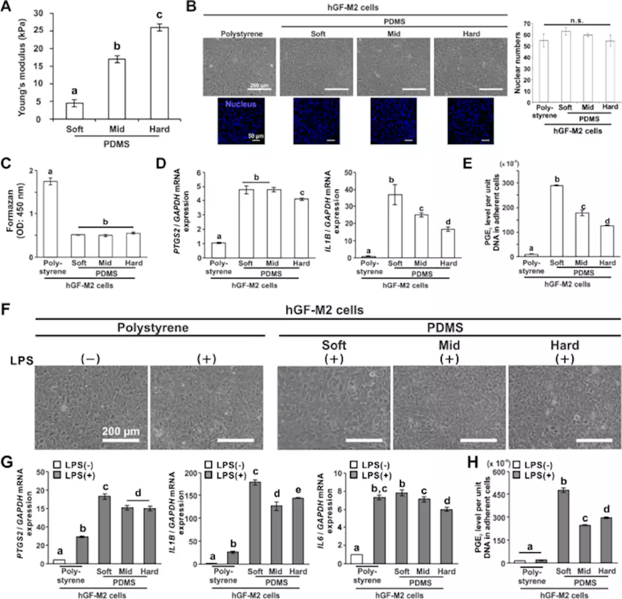 Substrate stiffness controls proinflammatory responses in human gingival fibroblasts - Scientific Reports