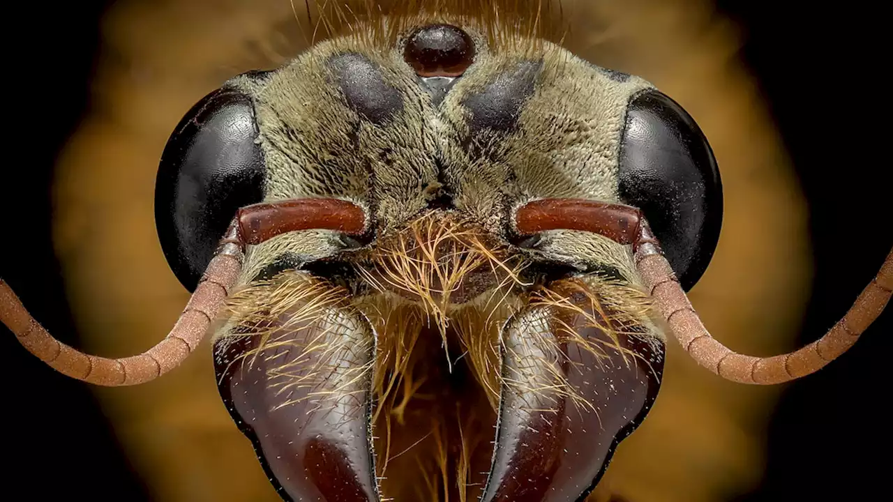 See the uncommon beauty of the common ant