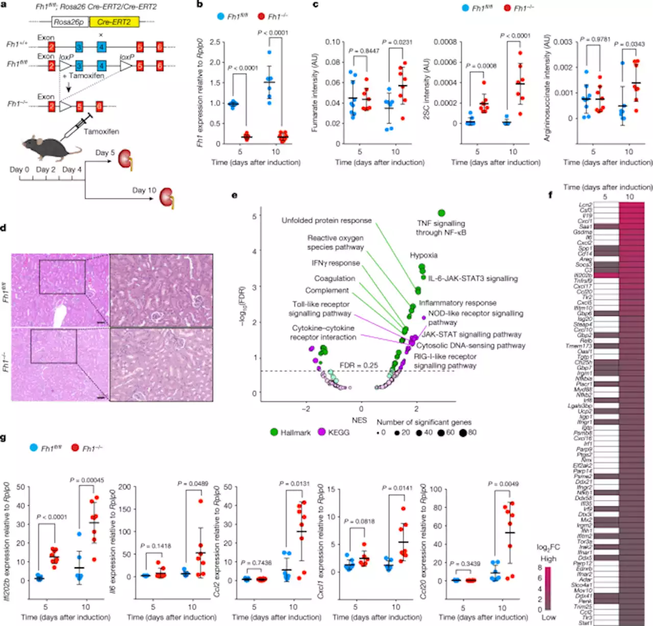 Fumarate induces vesicular release of mtDNA to drive innate immunity - Nature