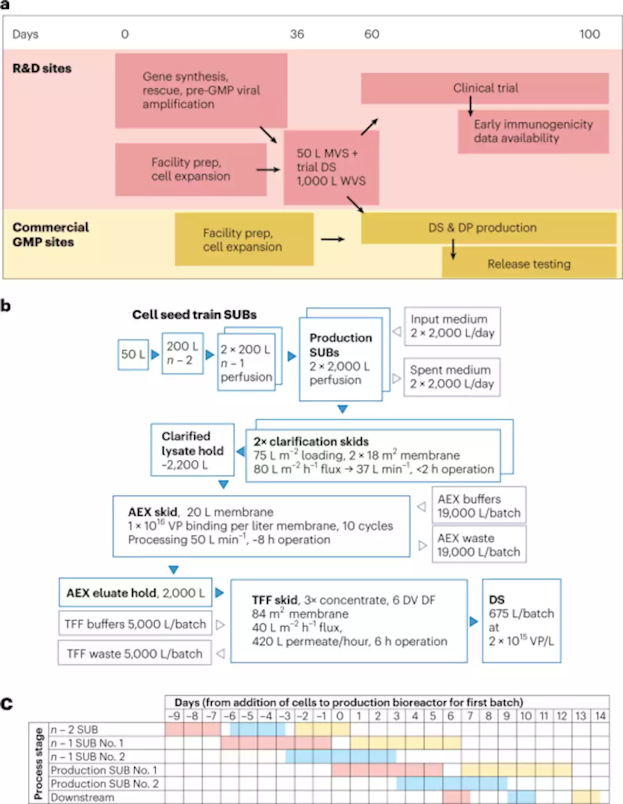 Rapid-response manufacturing of adenovirus-vectored vaccines - Nature Biotechnology