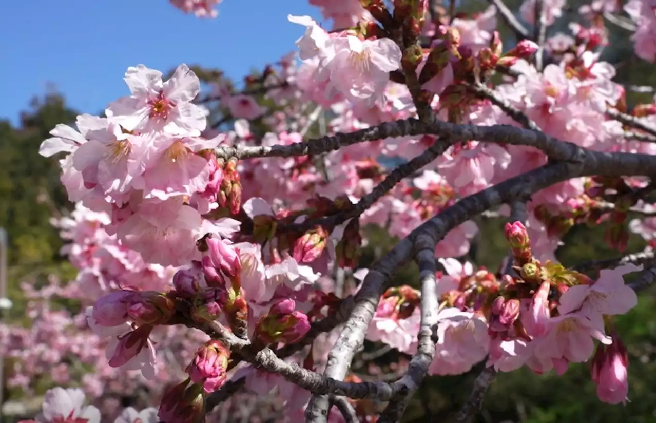 Tickled Pink: Storms Help Japanese Friendship Garden Bloom for Cherry Blossom Festival