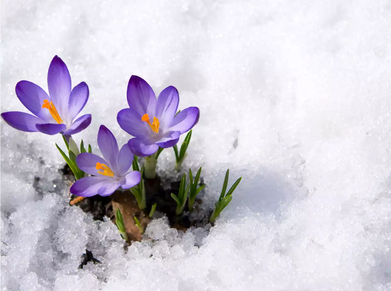 Why spring is arriving earlier