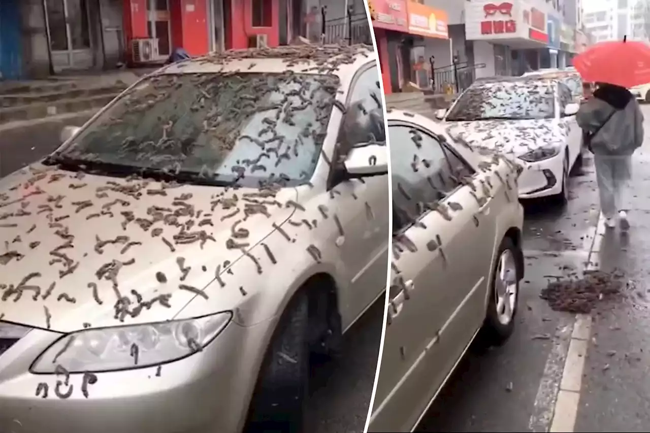 China pummeled by ‘rain of worms’ as residents asked to carry umbrellas