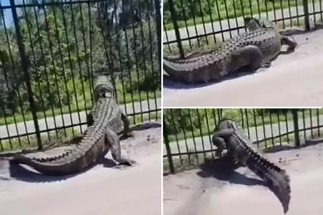 ‘Godzilla’ gator busts through iron fence with jaw-dropping ease