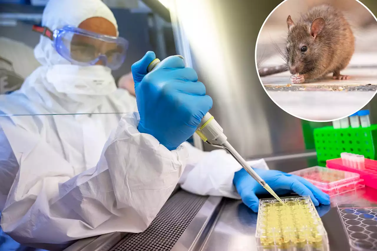 NYC rats carry COVID-19: ‘Could pose a risk to humans,’ new study says