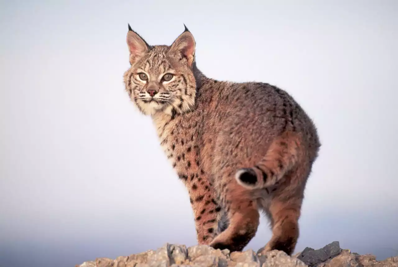 Homeowner finds a bobcat in dog’s bed: Here’s what to do if you encounter one