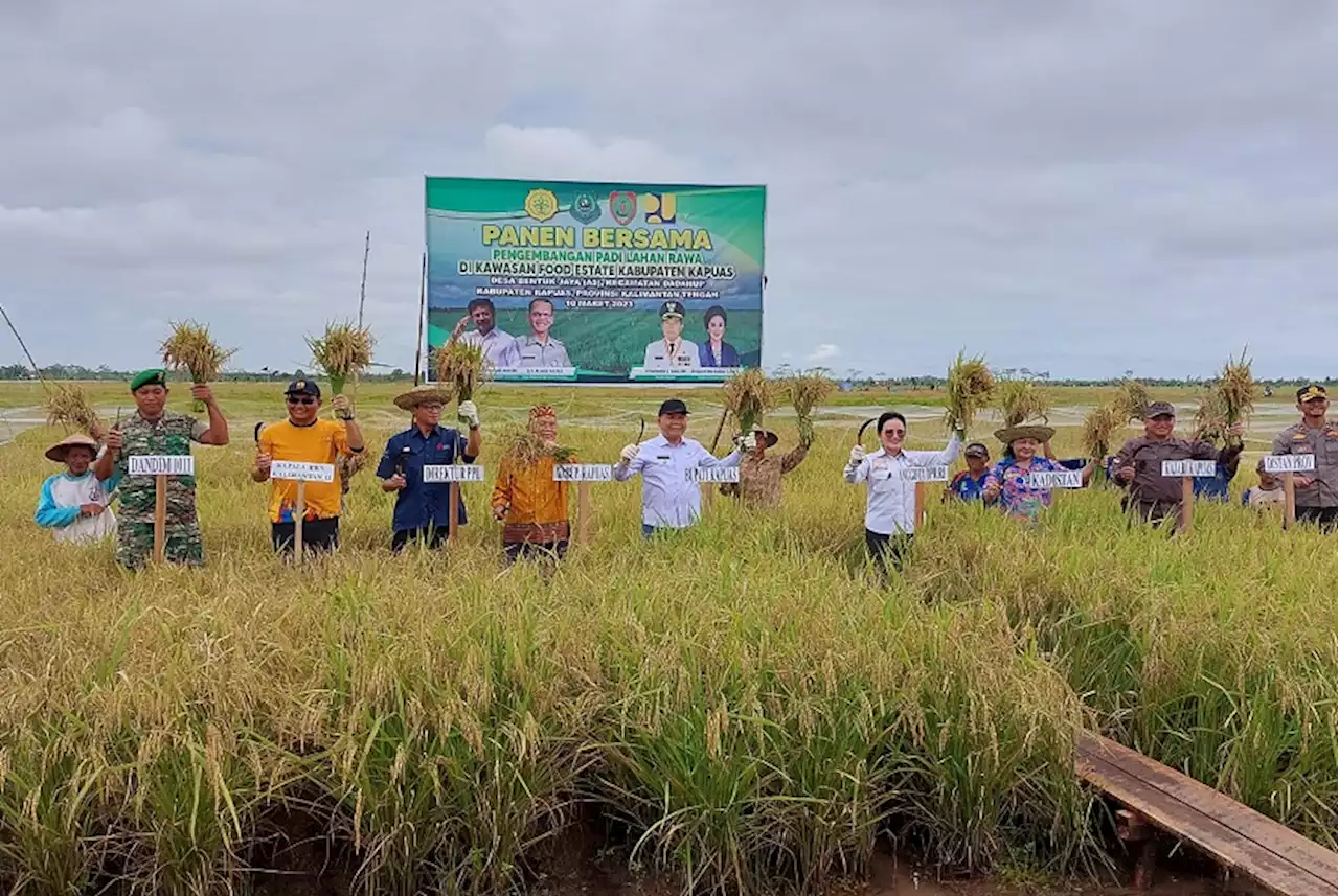 Membanggakan, Panen Raya di Food Estate Kapuas Hasilkan 5,2 Ton per Ha |Republika Online