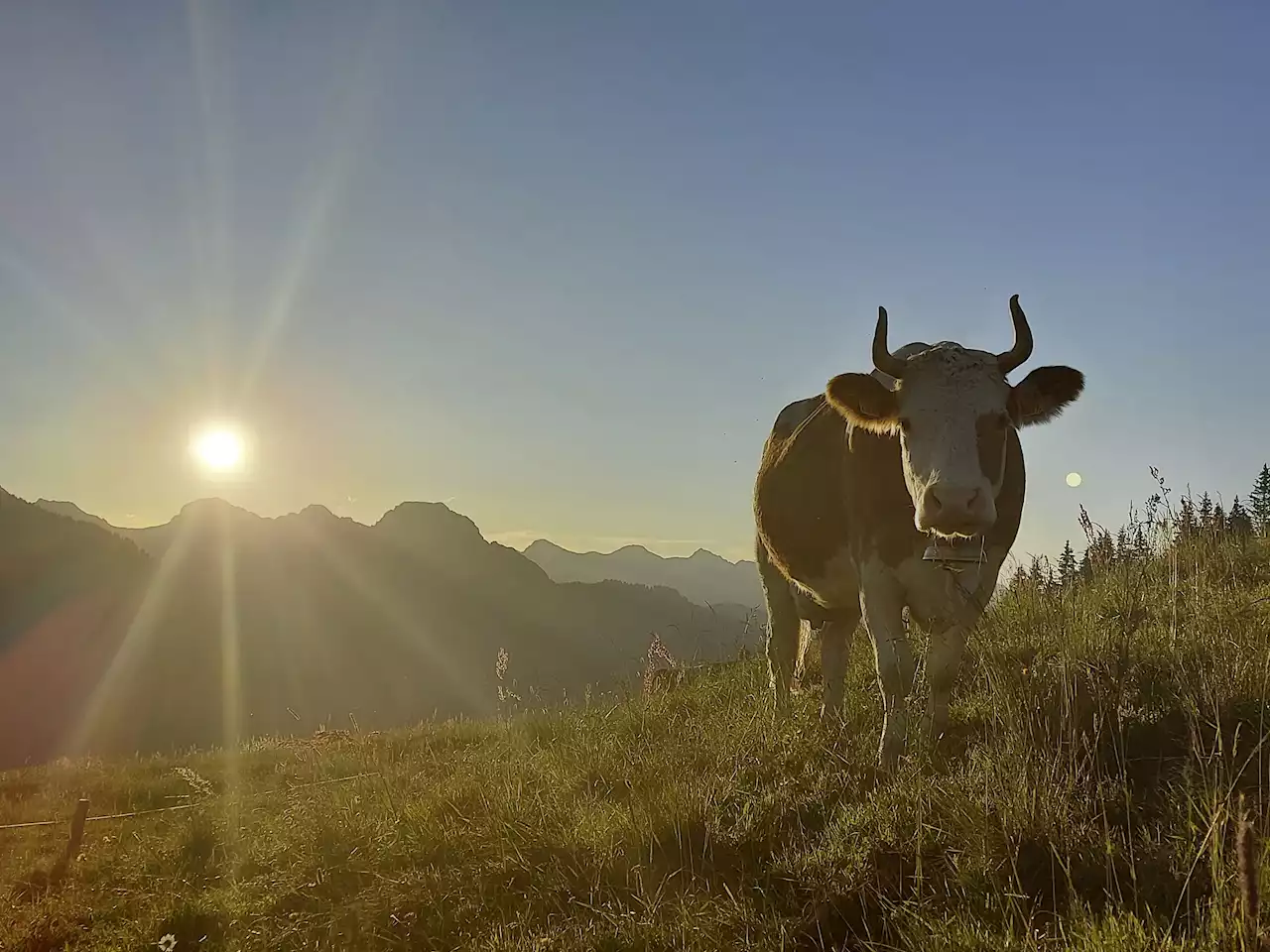 Kein Geld für horntragende Tiere - Schweizer Bauer