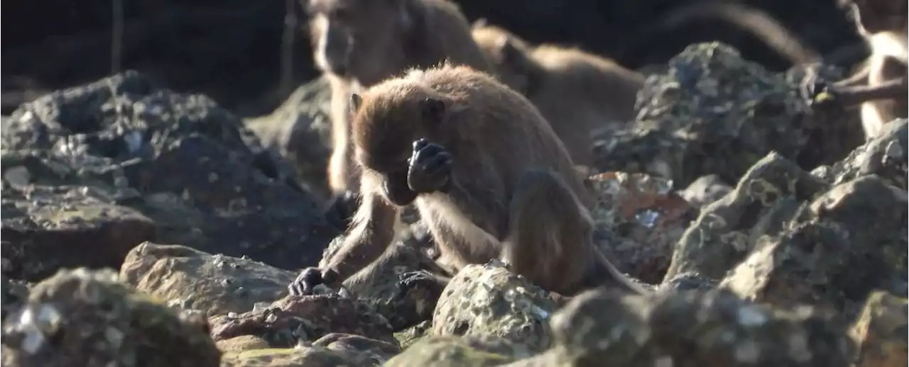 The Broken Stones of Monkeys Look Uncannily Like Something We Used to Make