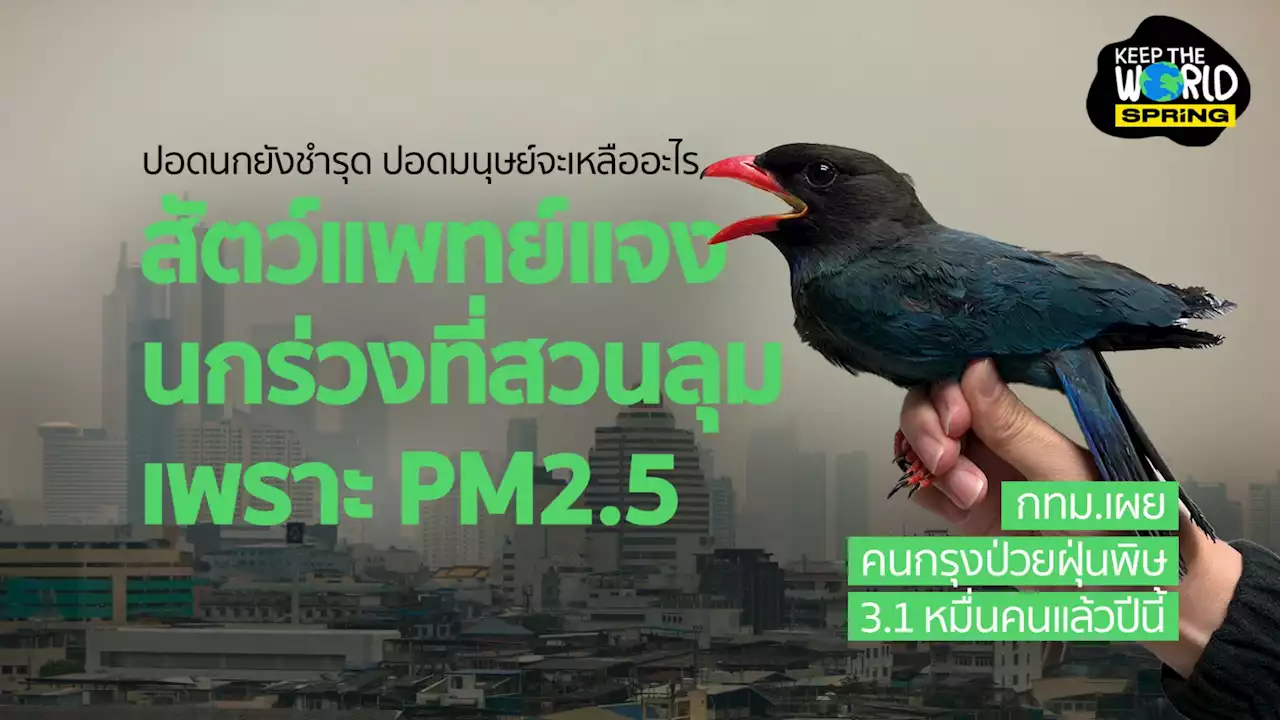 นกในกรุงสูดฝุ่น PM2.5 มากไปจนร่วงพื้น กทม.เผยคนไทยอ่วมฝุ่นพิษแตะ 30,000 ราย