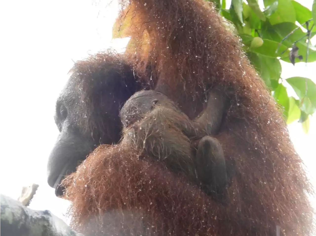 Bundle of joy: Orang utan at Semenggoh centre gives birth to third offspring