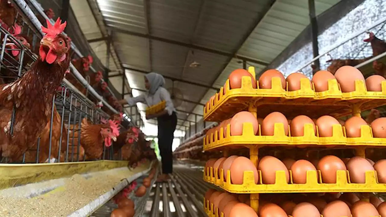 Harga Telur Ayam Naik Jelang Bulan Ramadan