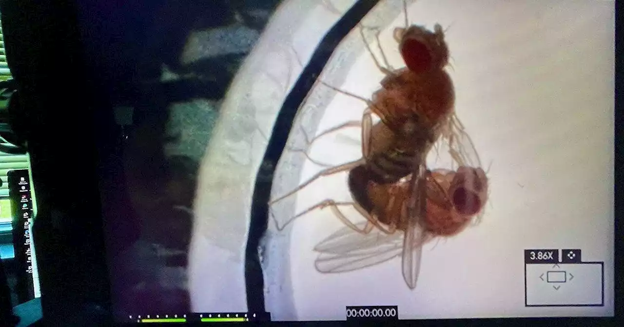 Bug Sex: How the insects in your home are getting busy beside the bananas