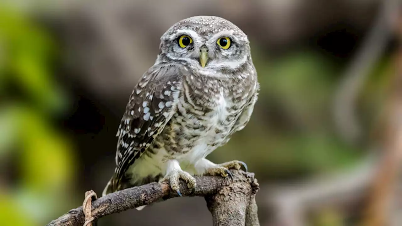 Burrowing owl hitches ride aboard Royal Caribbean cruise ship for two weeks