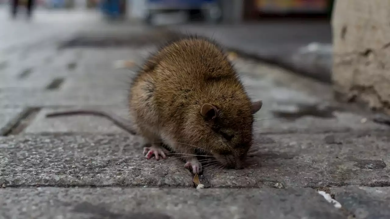 Another reason to avoid rodents: NYC's rats found infected with virus that causes COVID