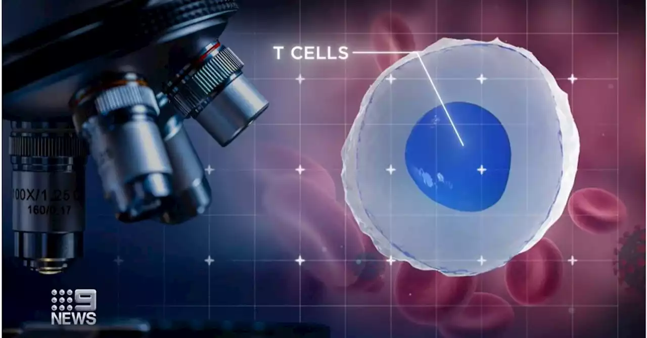 COVID-19 immunity cells could be the cure to cancer new research shows