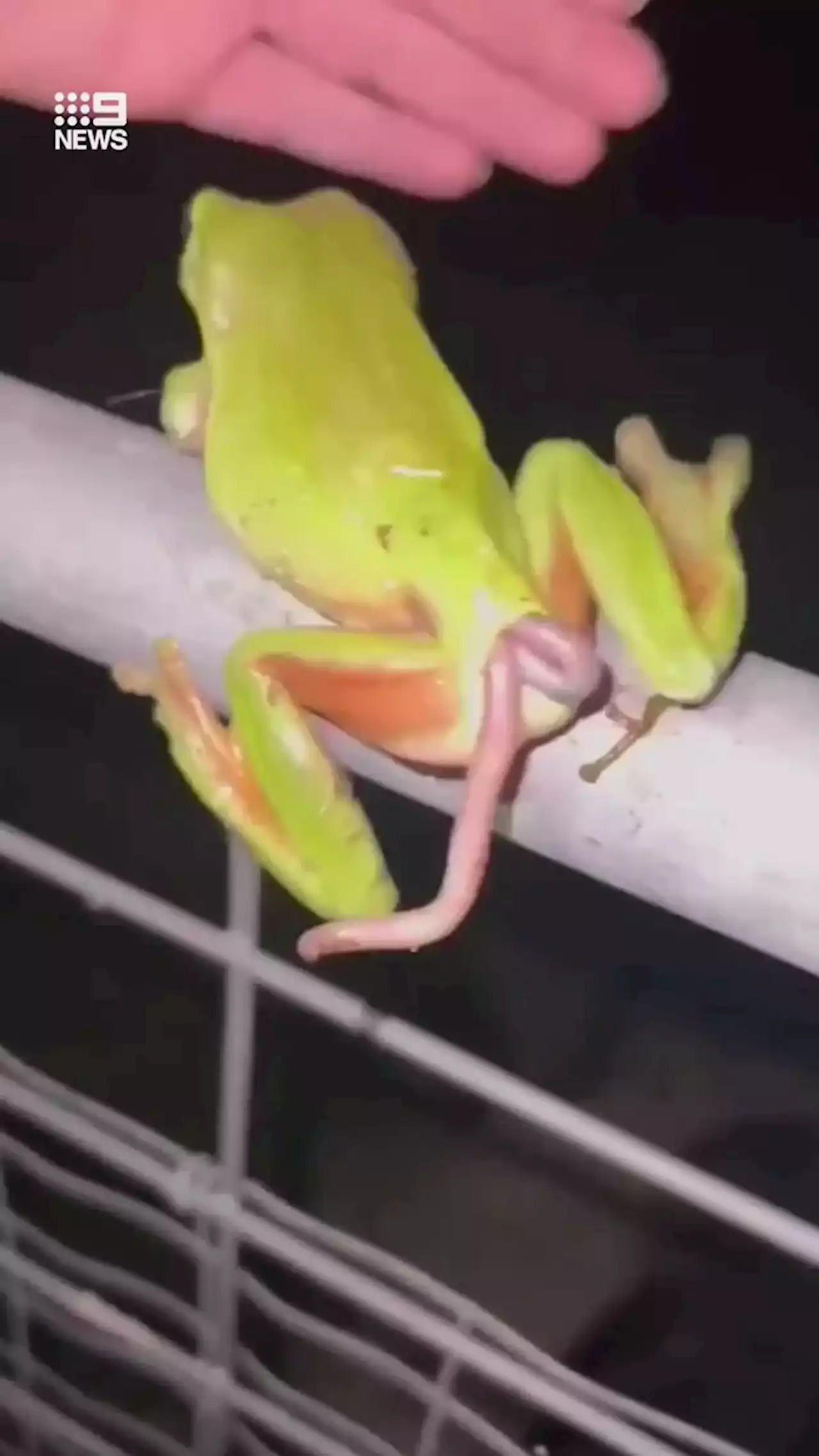 'What is going on here?': Bizarre frog footage has Aussies scratching heads