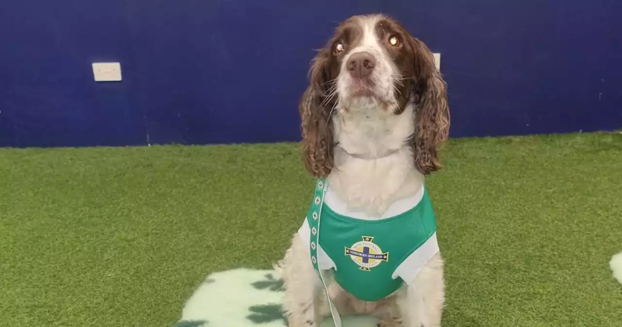 Crufts: The NI Obedience Dog Team will stride out in official IFA kits