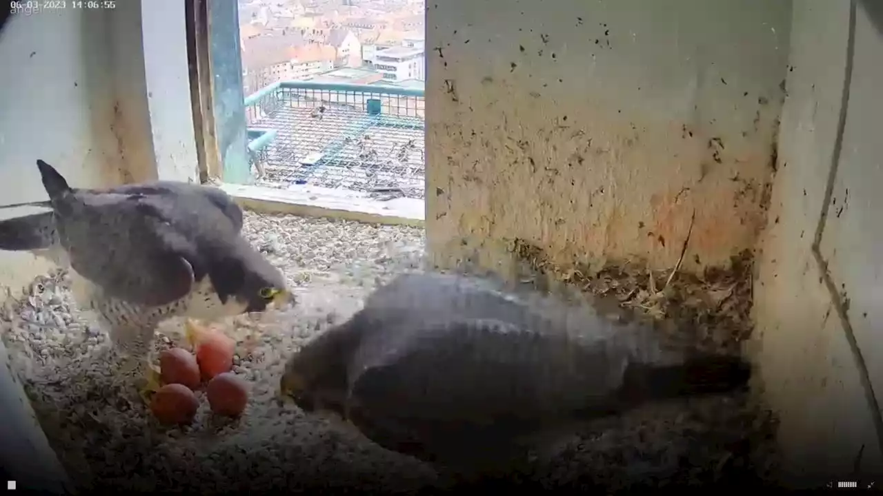 Wanderfalken auf Nürnberger Kaiserburg brüten vier Eier aus