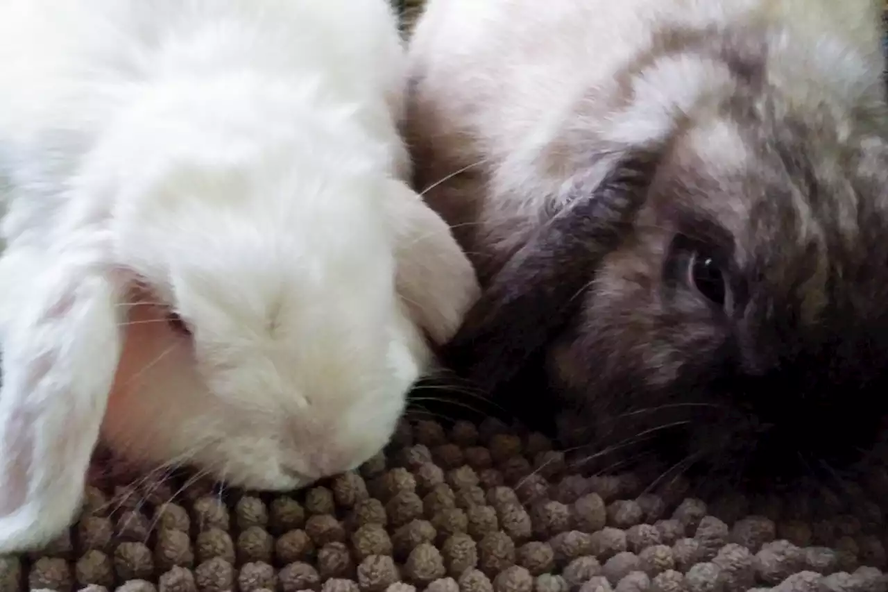 'They were frozen': Abandoned pet bunnies found inside box along B.C. street