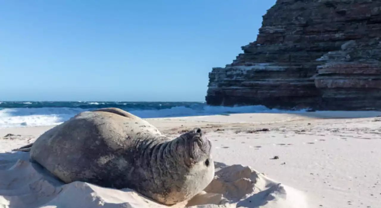 Elephant seal, Buffel, returns to Cape Town beach again