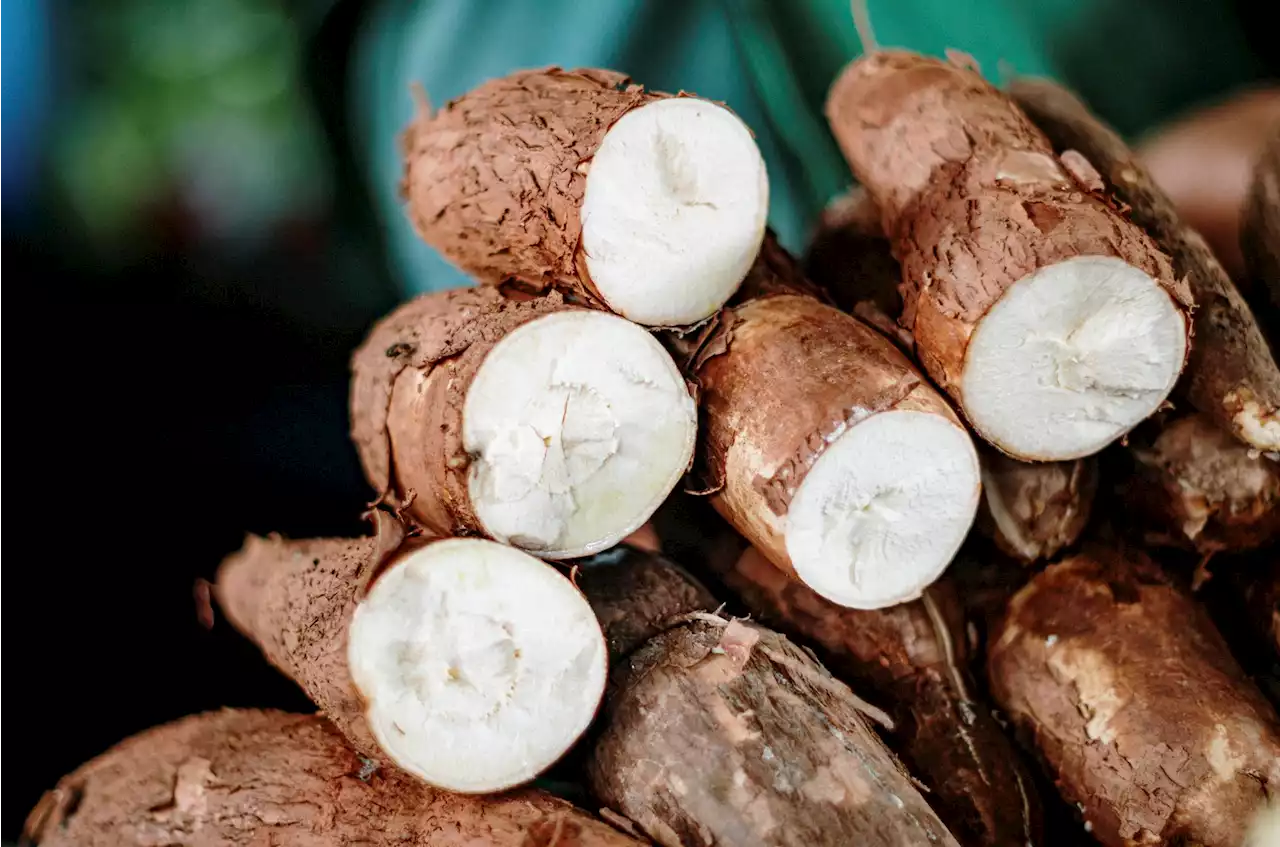 En el Catatumbo atrás están dejando la coca, ahora cultivan alimentos