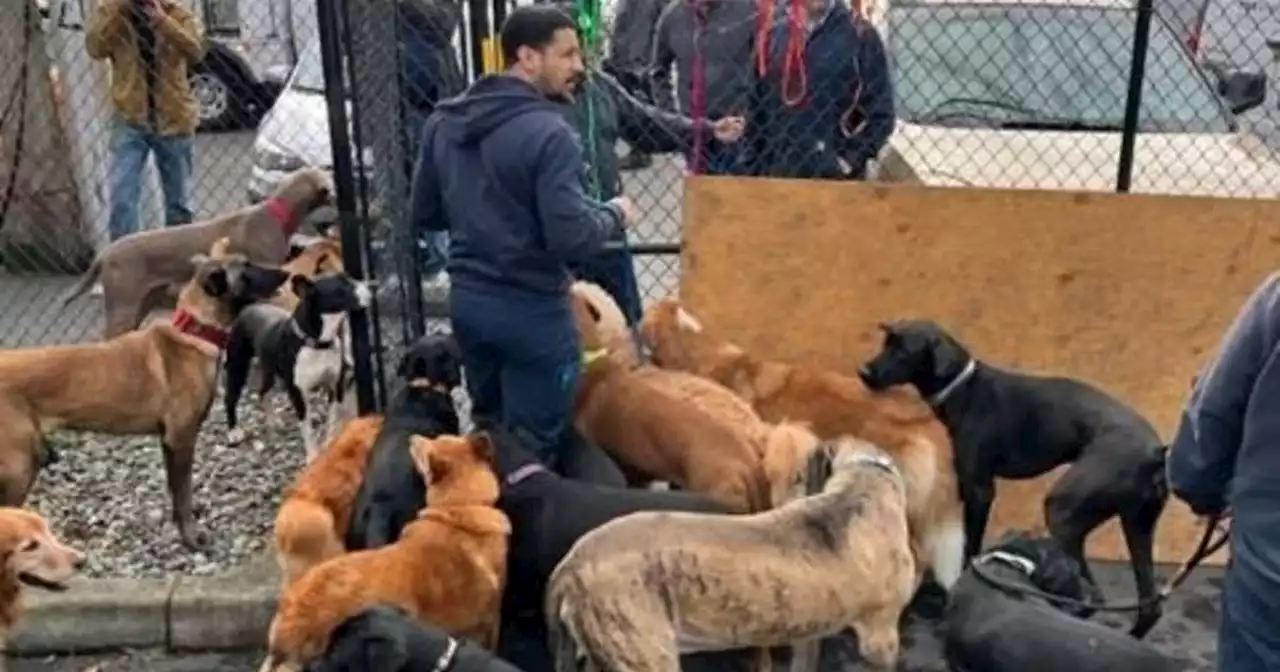 When a neighboring building filled with dogs caught fire, these coworkers sprang into action to rescue them