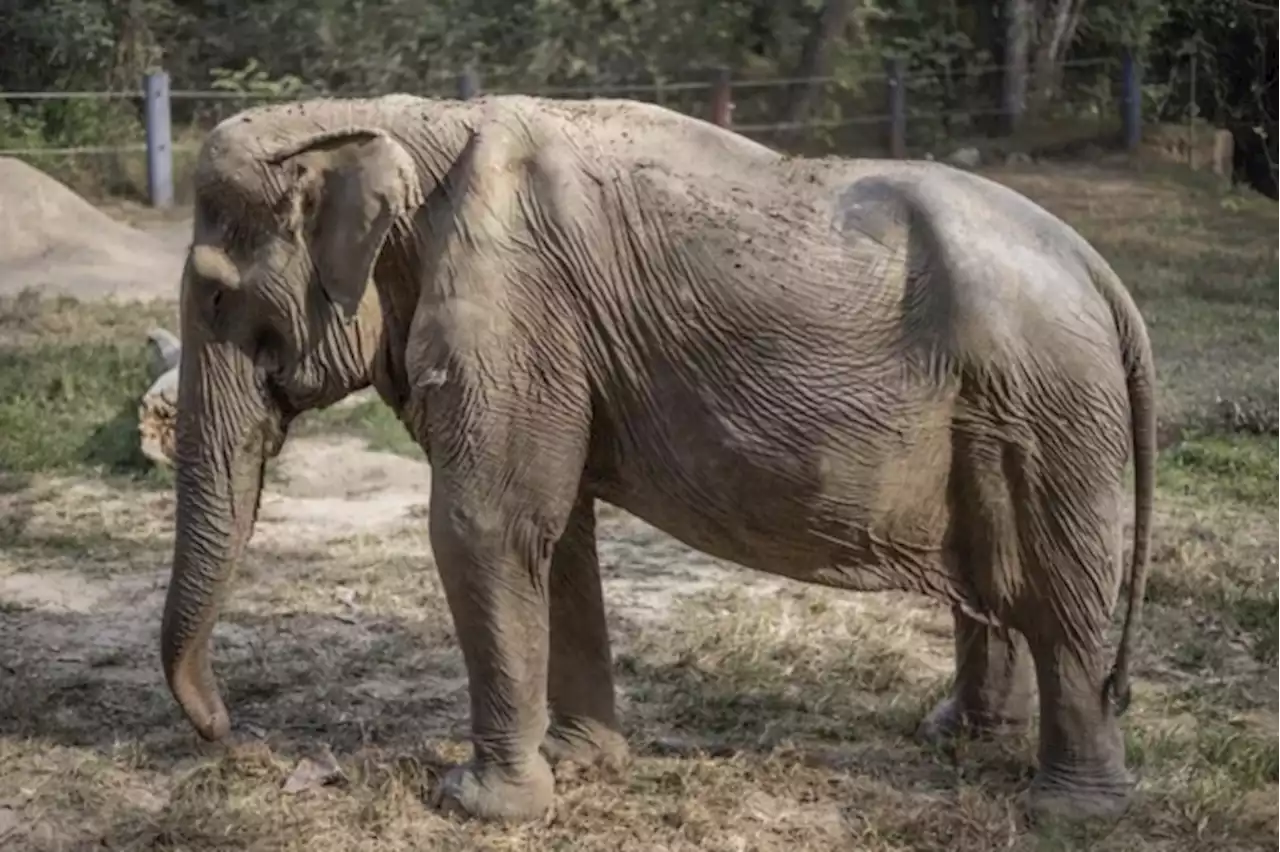 Elephant that carried tourists for 25 years has caved-in spine