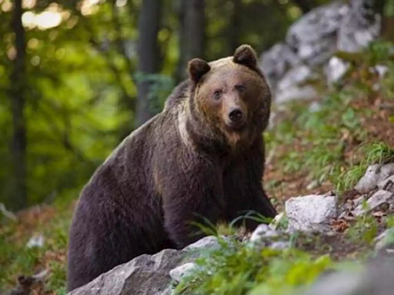 Caccia all’orso MJ5, la Provincia di Trento: «Va abbattuto». Rivolta degli animalisti: «Non è aggressivo»