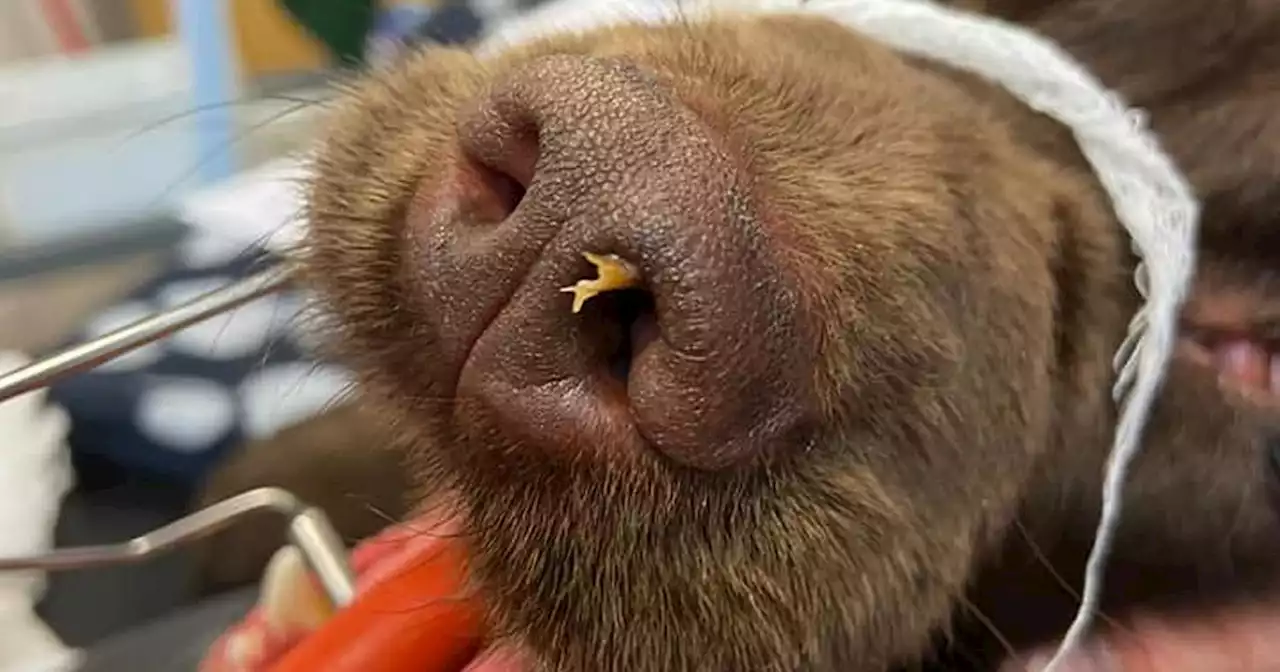 Dog suffers mystery sneezing fits before owners find 3 inch stick wedged up nose