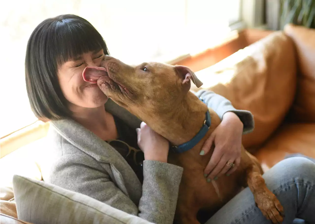 Furry checkouts: Doggie Day Out allows you to take a shelter dog for the day