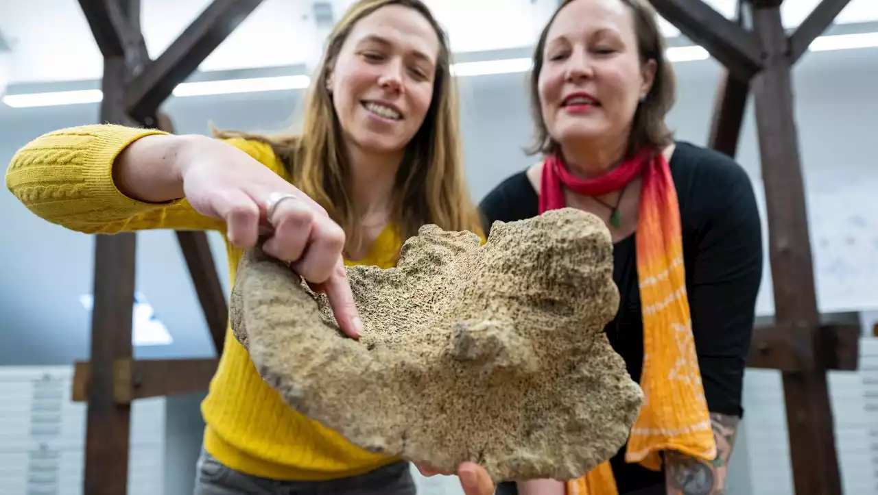 Soest in NRW: Frau entdeckt 15.000 Jahre alten Mammutknochen auf dem Dachboden