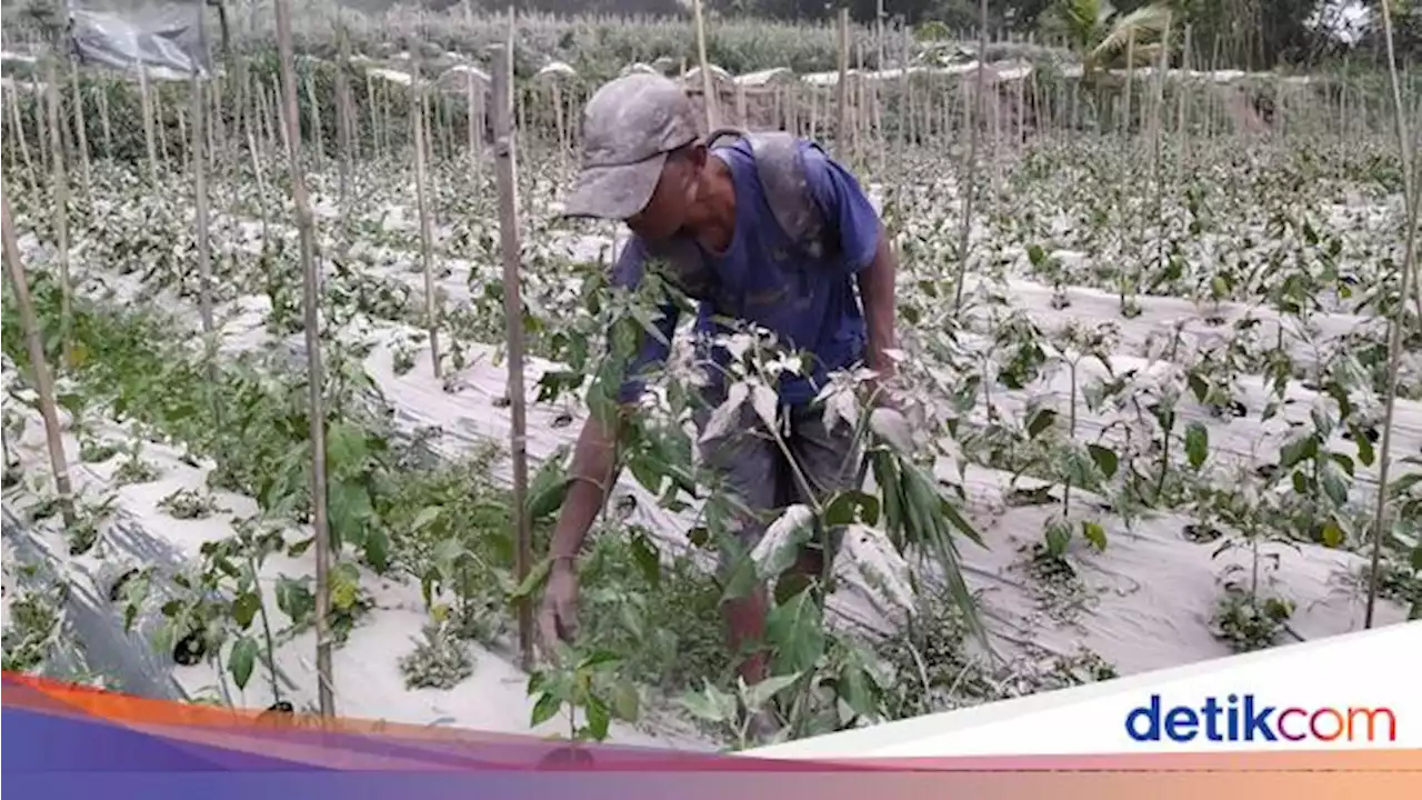 Melihat Kebun Sayur Warga Lereng Merapi Magelang yang Terdampak Hujan Abu