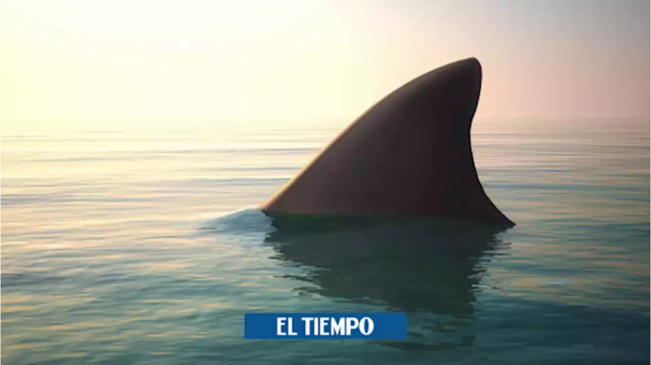 Alerta por ataque de tiburones en playa de Brasil; van dos jóvenes amputados