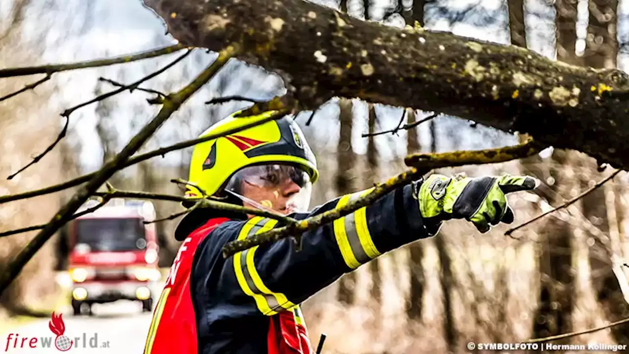 Sbg: Baum stürzt bei Berndorf auf Pkw → 23-Jährige eingeschlossen und verletzt